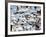 Flock of Snow Goose (Chen Caerulescens) Blasting Off, Bosque Del Apache National Wildlife Refuge, N-James Hager-Framed Photographic Print