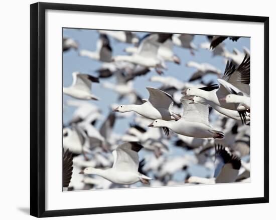 Flock of Snow Goose (Chen Caerulescens) Blasting Off, Bosque Del Apache National Wildlife Refuge, N-James Hager-Framed Photographic Print