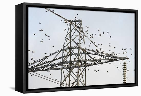 Flock of Starlings (Sturnus Vulgaris) Flying to Roost on Electricity Pylon-Terry Whittaker-Framed Premier Image Canvas