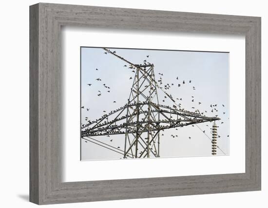 Flock of Starlings (Sturnus Vulgaris) Flying to Roost on Electricity Pylon-Terry Whittaker-Framed Photographic Print