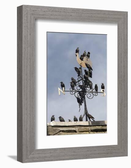 Flock of Starlings (Sturnus Vulgaris) Perched on Weather Vane, Chipping, Lancashire, England, UK-Ann & Steve Toon-Framed Photographic Print