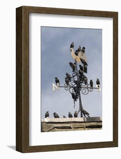 Flock of Starlings (Sturnus Vulgaris) Perched on Weather Vane, Chipping, Lancashire, England, UK-Ann & Steve Toon-Framed Photographic Print