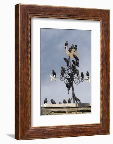 Flock of Starlings (Sturnus Vulgaris) Perched on Weather Vane, Chipping, Lancashire, England, UK-Ann & Steve Toon-Framed Photographic Print