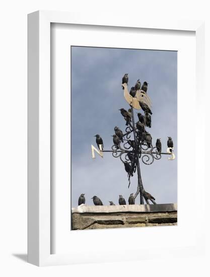 Flock of Starlings (Sturnus Vulgaris) Perched on Weather Vane, Chipping, Lancashire, England, UK-Ann & Steve Toon-Framed Photographic Print