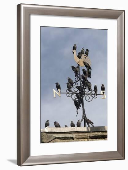 Flock of Starlings (Sturnus Vulgaris) Perched on Weather Vane, Chipping, Lancashire, England, UK-Ann & Steve Toon-Framed Photographic Print