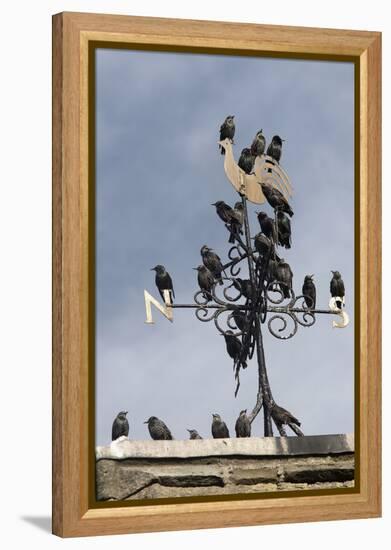 Flock of Starlings (Sturnus Vulgaris) Perched on Weather Vane, Chipping, Lancashire, England, UK-Ann & Steve Toon-Framed Premier Image Canvas