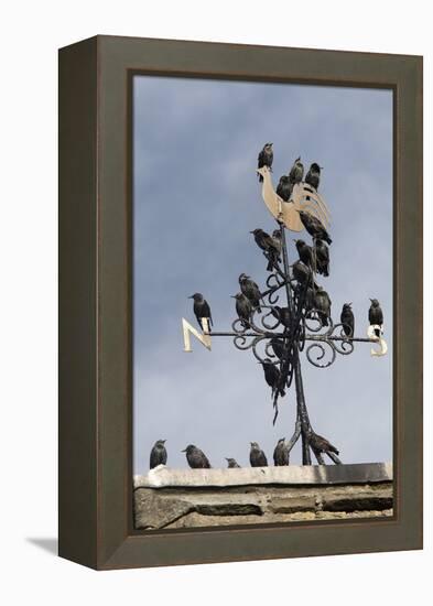 Flock of Starlings (Sturnus Vulgaris) Perched on Weather Vane, Chipping, Lancashire, England, UK-Ann & Steve Toon-Framed Premier Image Canvas