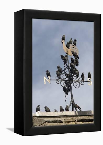 Flock of Starlings (Sturnus Vulgaris) Perched on Weather Vane, Chipping, Lancashire, England, UK-Ann & Steve Toon-Framed Premier Image Canvas