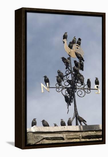 Flock of Starlings (Sturnus Vulgaris) Perched on Weather Vane, Chipping, Lancashire, England, UK-Ann & Steve Toon-Framed Premier Image Canvas