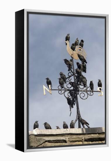 Flock of Starlings (Sturnus Vulgaris) Perched on Weather Vane, Chipping, Lancashire, England, UK-Ann & Steve Toon-Framed Premier Image Canvas
