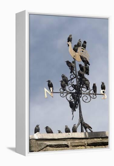 Flock of Starlings (Sturnus Vulgaris) Perched on Weather Vane, Chipping, Lancashire, England, UK-Ann & Steve Toon-Framed Premier Image Canvas