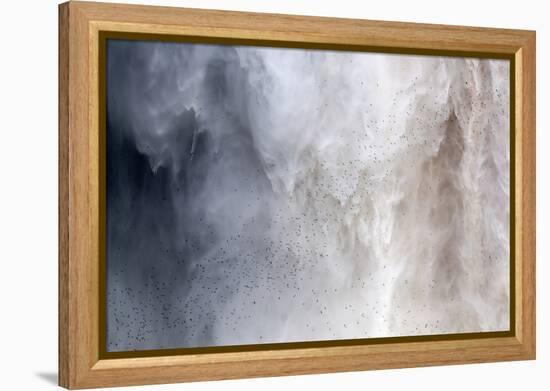 Flock of Swifts Flying to their Roost Behind the Curtain of Falling Water of Kaieteur Falls, Guyana-Mick Baines & Maren Reichelt-Framed Premier Image Canvas