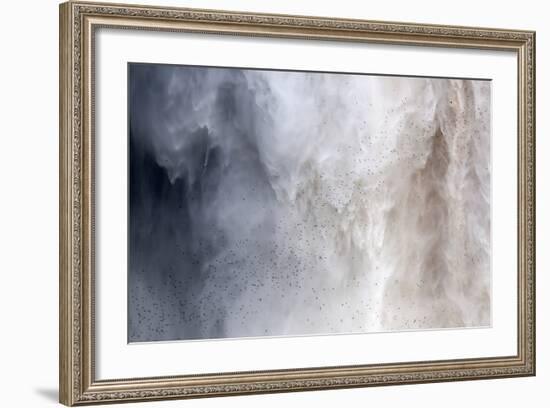 Flock of Swifts Flying to their Roost Behind the Curtain of Falling Water of Kaieteur Falls, Guyana-Mick Baines & Maren Reichelt-Framed Photographic Print