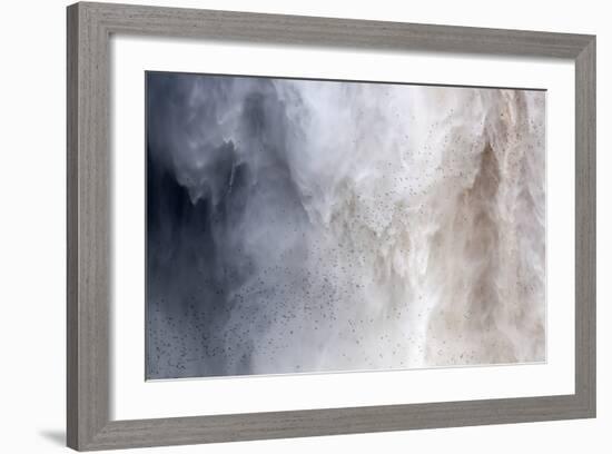 Flock of Swifts Flying to their Roost Behind the Curtain of Falling Water of Kaieteur Falls, Guyana-Mick Baines & Maren Reichelt-Framed Photographic Print