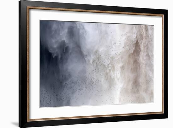 Flock of Swifts Flying to their Roost Behind the Curtain of Falling Water of Kaieteur Falls, Guyana-Mick Baines & Maren Reichelt-Framed Photographic Print