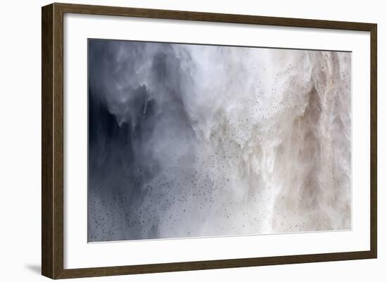 Flock of Swifts Flying to their Roost Behind the Curtain of Falling Water of Kaieteur Falls, Guyana-Mick Baines & Maren Reichelt-Framed Photographic Print