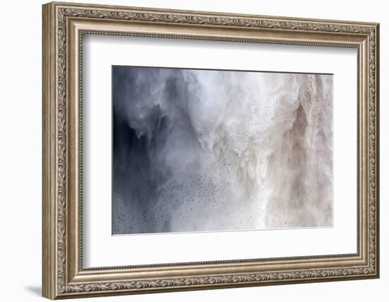 Flock of Swifts Flying to their Roost Behind the Curtain of Falling Water of Kaieteur Falls, Guyana-Mick Baines & Maren Reichelt-Framed Photographic Print