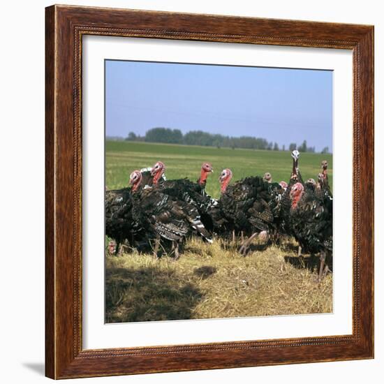 Flock of Turkeys in Hungary-CM Dixon-Framed Photographic Print