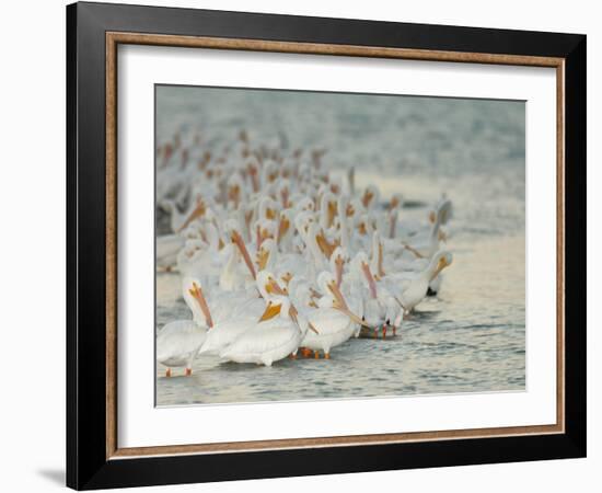 Flock of White Pelicans on Sandbar, Placida, Florida, USA-Arthur Morris-Framed Photographic Print