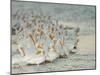 Flock of White Pelicans on Sandbar, Placida, Florida, USA-Arthur Morris-Mounted Photographic Print