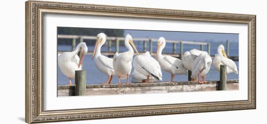 Flock on a Dock-Wink Gaines-Framed Giclee Print