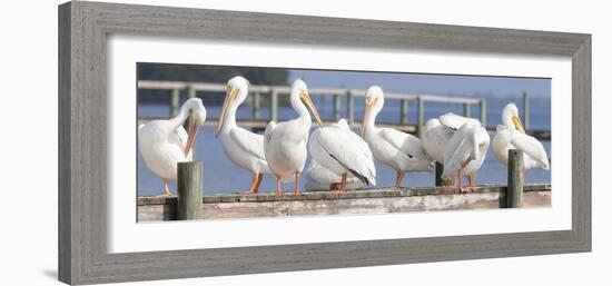 Flock on a Dock-Wink Gaines-Framed Giclee Print