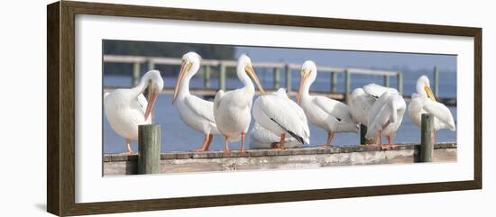 Flock on a Dock-Wink Gaines-Framed Giclee Print