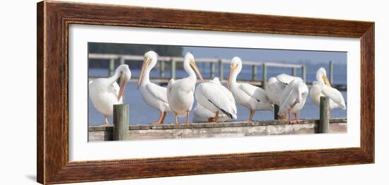 Flock on a Dock-Wink Gaines-Framed Giclee Print