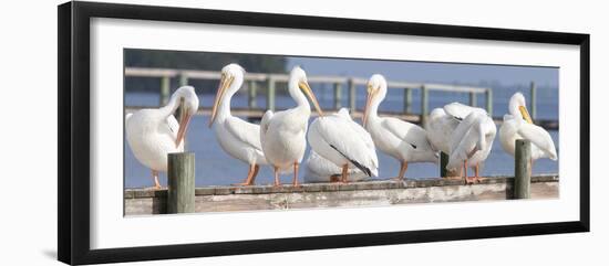 Flock on a Dock-Wink Gaines-Framed Giclee Print