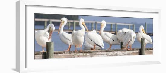 Flock on a Dock-Wink Gaines-Framed Giclee Print