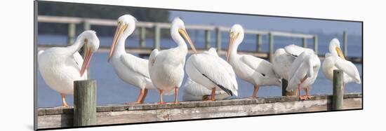 Flock on a Dock-Wink Gaines-Mounted Giclee Print