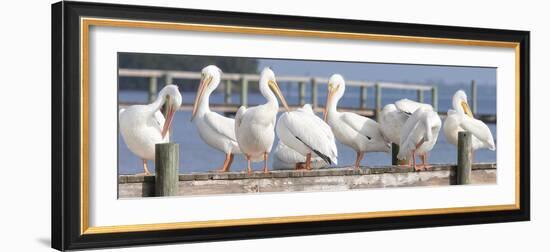 Flock on a Dock-Wink Gaines-Framed Giclee Print