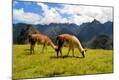 Photographic Print