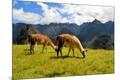 Photographic Print