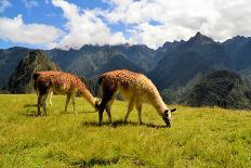 Pair of Llamas in the Peruvian Andes Mountains-flocu-Photographic Print