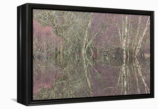 Flooded Birch and Alder Woodland in Autumn, Cairngorms National Park, Scotland, UK-Pete Cairns-Framed Premier Image Canvas