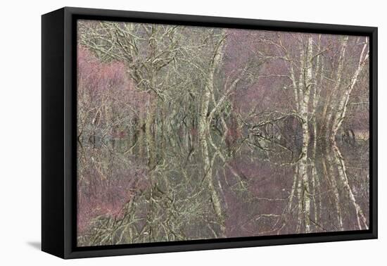 Flooded Birch and Alder Woodland in Autumn, Cairngorms National Park, Scotland, UK-Pete Cairns-Framed Premier Image Canvas