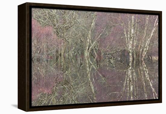 Flooded Birch and Alder Woodland in Autumn, Cairngorms National Park, Scotland, UK-Pete Cairns-Framed Premier Image Canvas