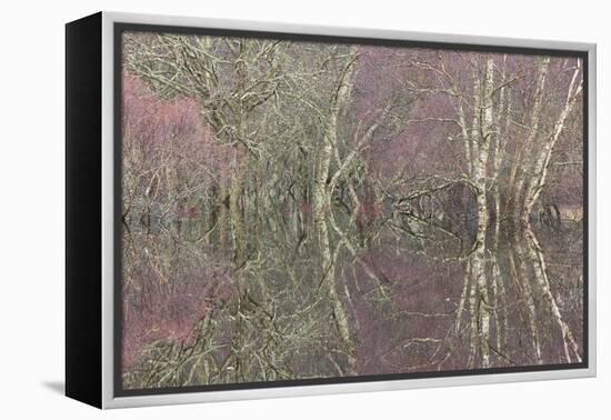 Flooded Birch and Alder Woodland in Autumn, Cairngorms National Park, Scotland, UK-Pete Cairns-Framed Premier Image Canvas