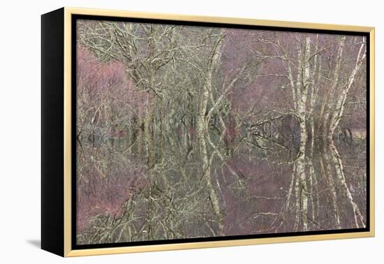 Flooded Birch and Alder Woodland in Autumn, Cairngorms National Park, Scotland, UK-Pete Cairns-Framed Premier Image Canvas