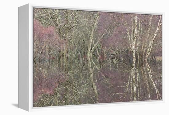 Flooded Birch and Alder Woodland in Autumn, Cairngorms National Park, Scotland, UK-Pete Cairns-Framed Premier Image Canvas