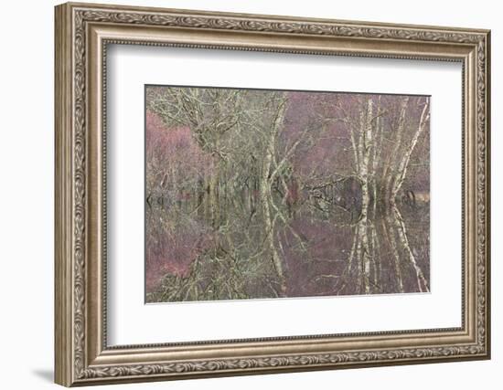 Flooded Birch and Alder Woodland in Autumn, Cairngorms National Park, Scotland, UK-Pete Cairns-Framed Photographic Print