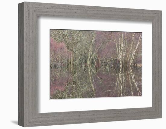 Flooded Birch and Alder Woodland in Autumn, Cairngorms National Park, Scotland, UK-Pete Cairns-Framed Photographic Print
