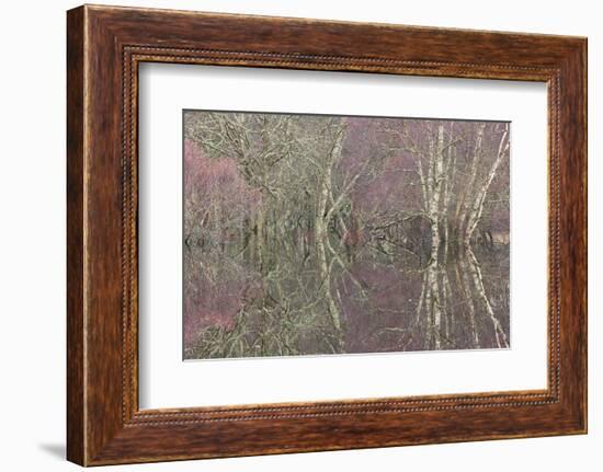 Flooded Birch and Alder Woodland in Autumn, Cairngorms National Park, Scotland, UK-Pete Cairns-Framed Photographic Print