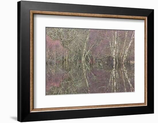 Flooded Birch and Alder Woodland in Autumn, Cairngorms National Park, Scotland, UK-Pete Cairns-Framed Photographic Print