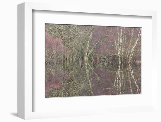 Flooded Birch and Alder Woodland in Autumn, Cairngorms National Park, Scotland, UK-Pete Cairns-Framed Photographic Print