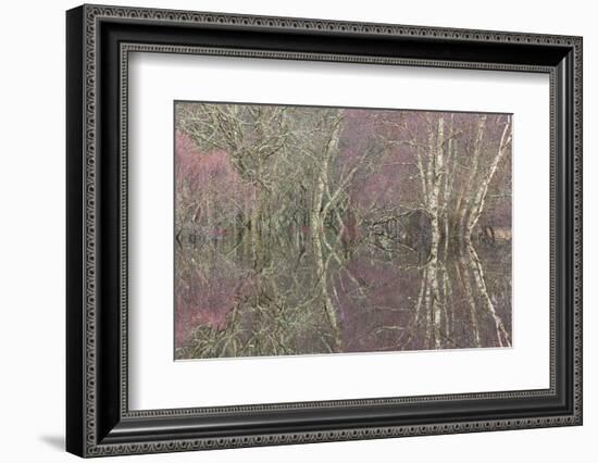 Flooded Birch and Alder Woodland in Autumn, Cairngorms National Park, Scotland, UK-Pete Cairns-Framed Photographic Print