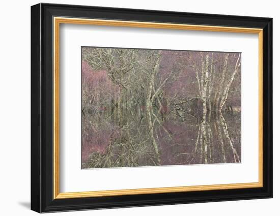 Flooded Birch and Alder Woodland in Autumn, Cairngorms National Park, Scotland, UK-Pete Cairns-Framed Photographic Print