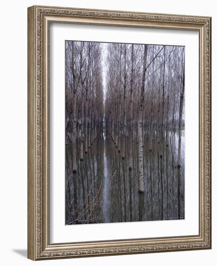 Flooded Forest Near Chalon Sur Saone, France-Walter Sanders-Framed Photographic Print