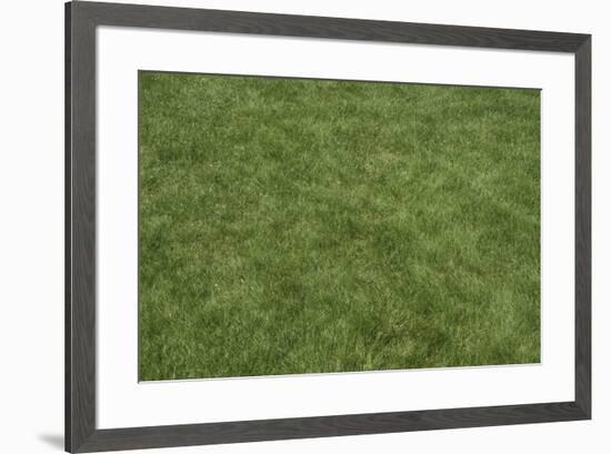Floor Mat Grass-Color Bakery-Framed Giclee Print